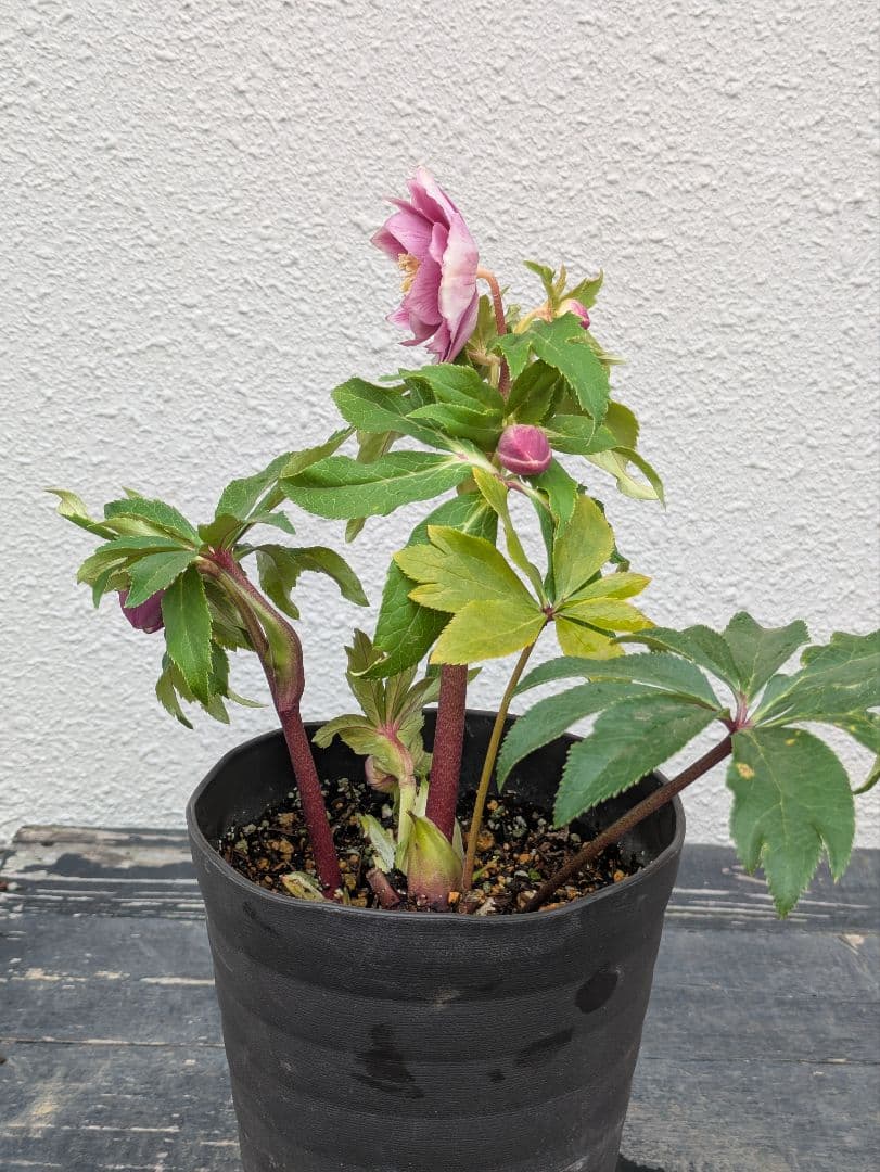 広瀬園芸 クリスマスローズ ソレイユdd｜鮮烈なグラデーションと美しい白抜け