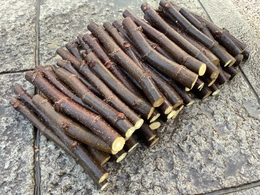 イチジク【蓬莱柿】挿し穂【日本無花果】200本