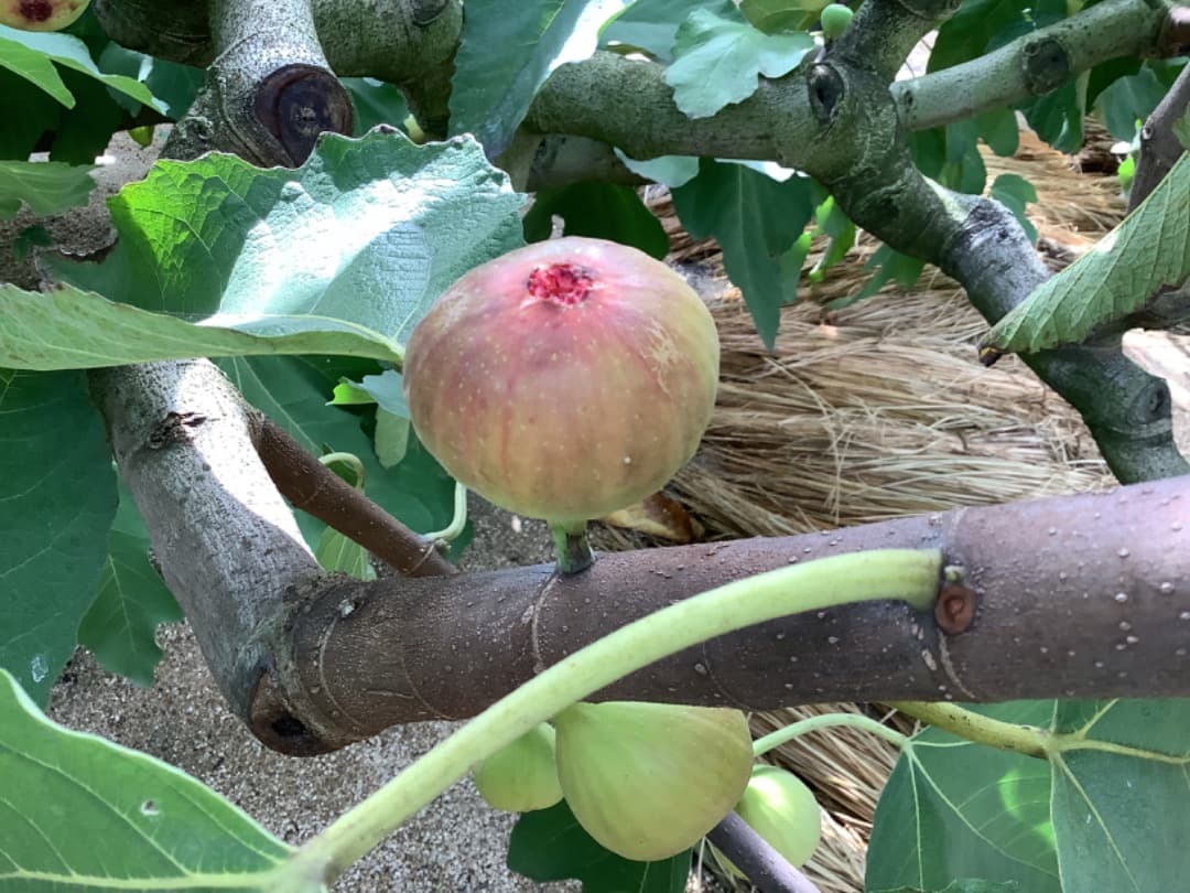 イチジク【蓬莱柿】挿し穂【日本無花果】200本