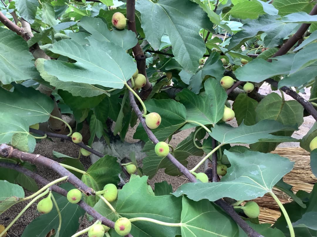 イチジク【蓬莱柿】挿し穂【日本無花果】200本