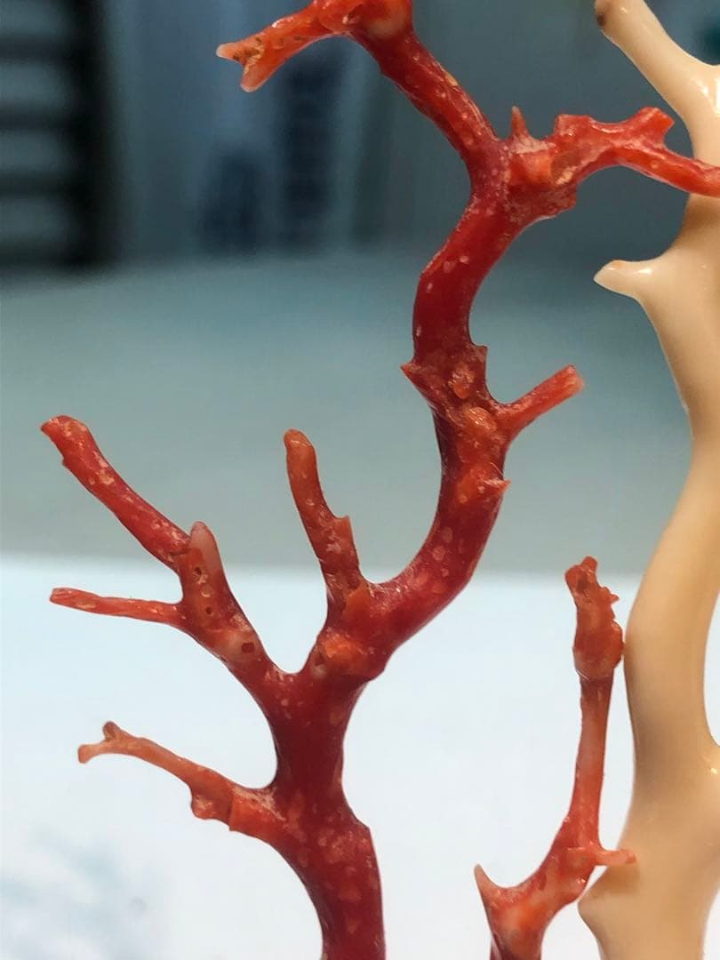 高知県産本珊瑚赤珊瑚白珊瑚枝　鉢台座