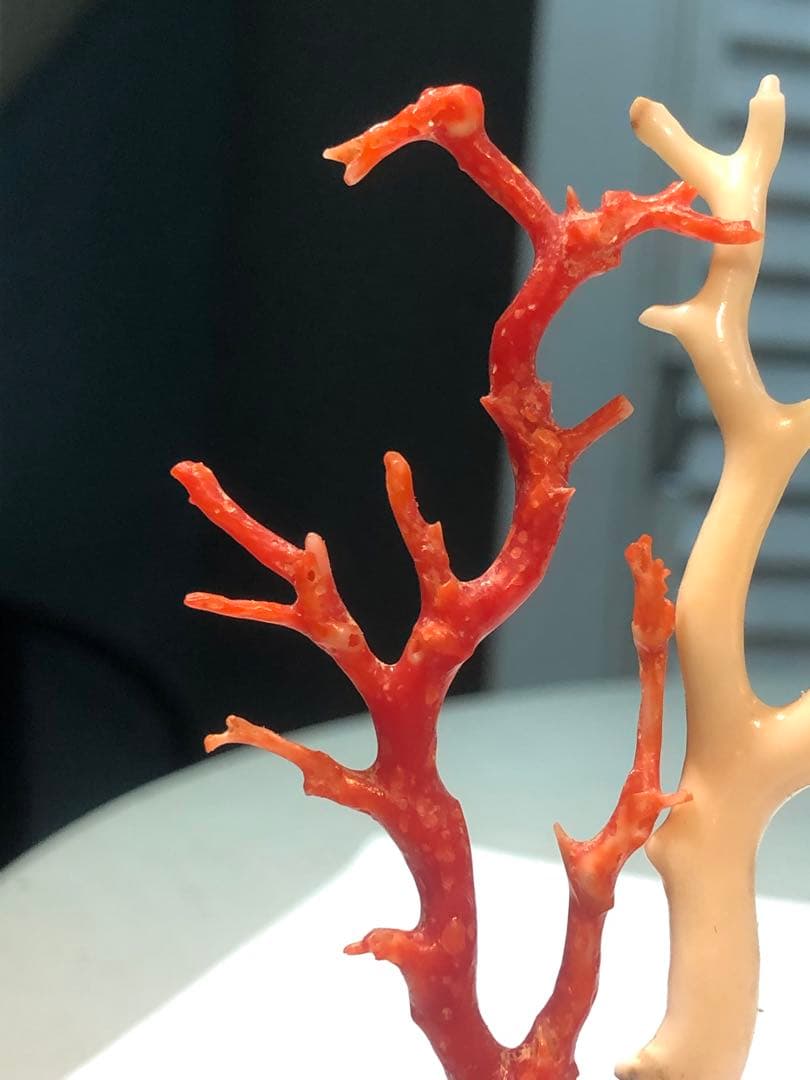 高知県産本珊瑚赤珊瑚白珊瑚枝　鉢台座