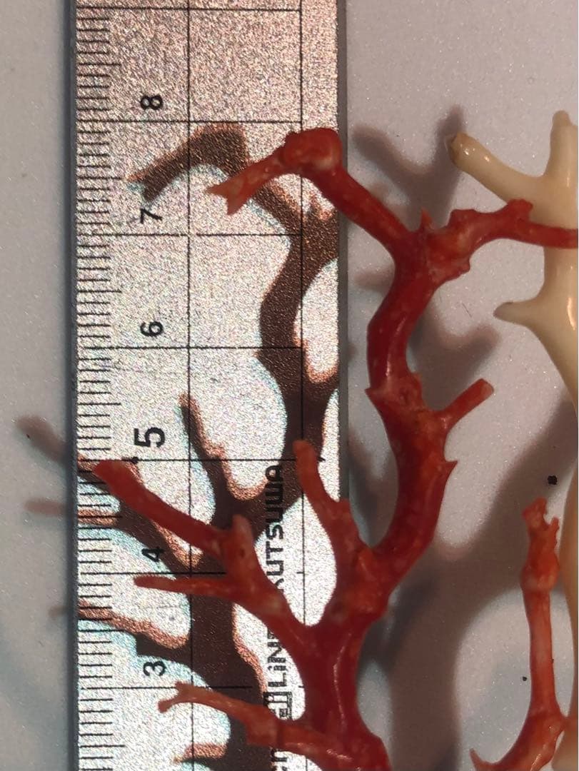 高知県産本珊瑚赤珊瑚白珊瑚枝　鉢台座