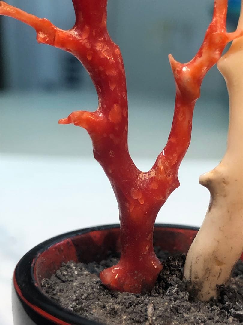 高知県産本珊瑚赤珊瑚白珊瑚枝　鉢台座