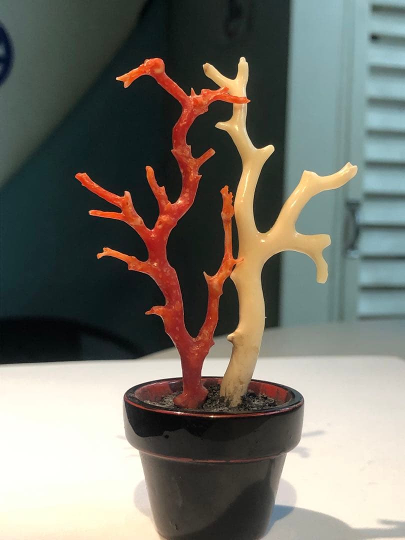 高知県産本珊瑚赤珊瑚白珊瑚枝　鉢台座