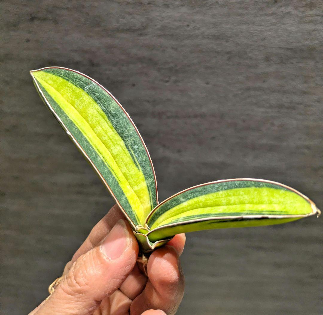 祥*作様 ブルーバット　超斑入り　サンスベリア　ロリダ　多肉植物　コーデックス