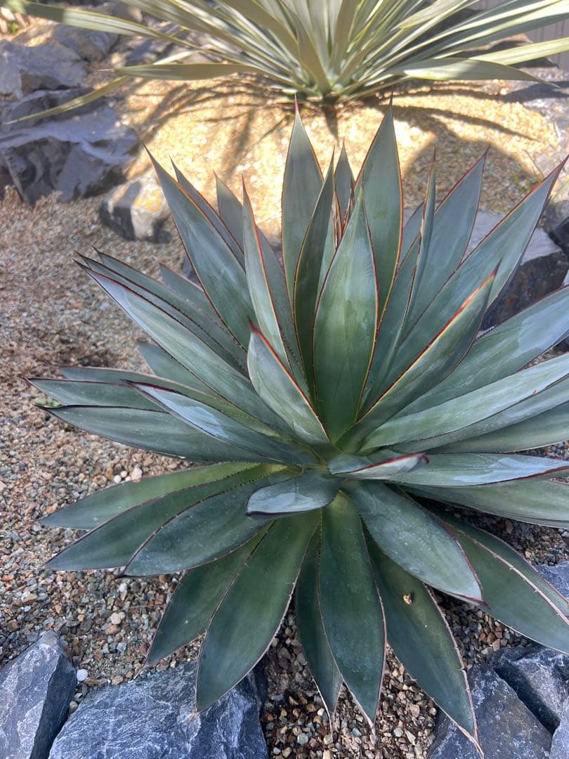 ブルーグロー　大株