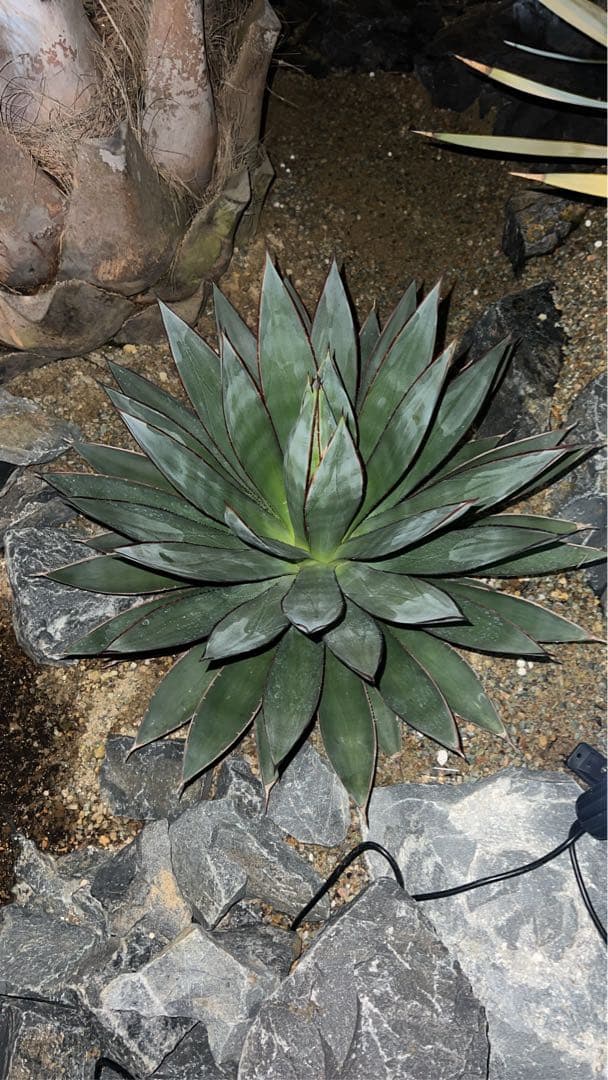 ブルーグロー　大株