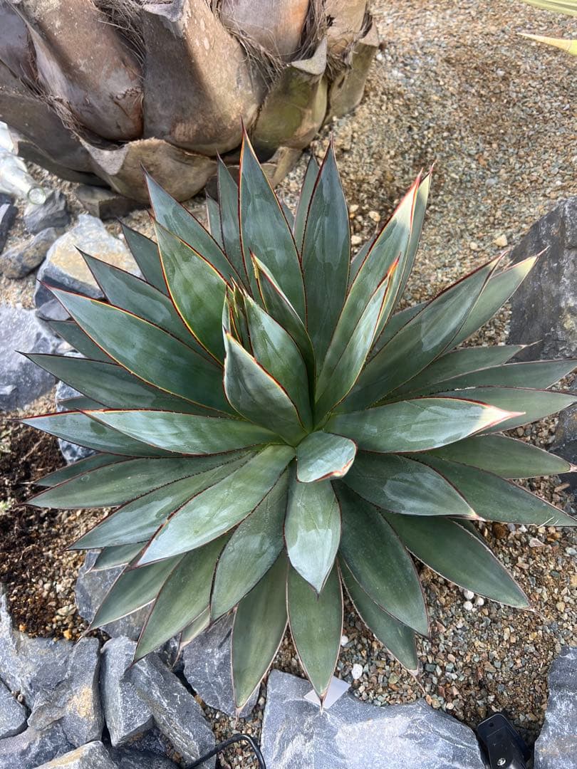 ブルーグロー　大株