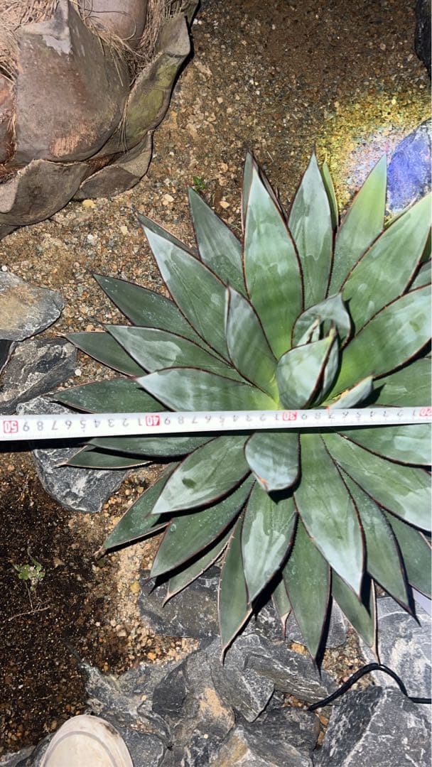 ブルーグロー　大株