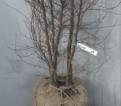 《現品》姫沙羅（ヒメシャラ）株立ち　樹高2.0ｍ（根鉢含まず）38【苗木/植木】