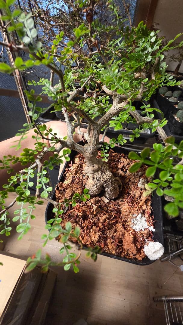 オペルクリカリアパキプス　選抜株