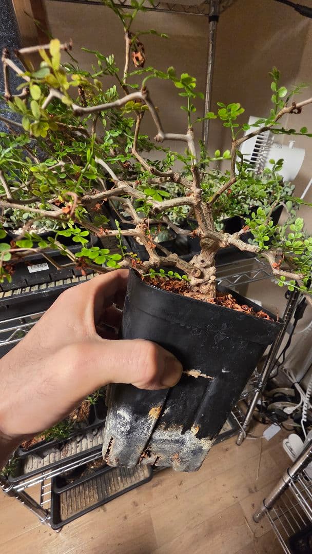 オペルクリカリアパキプス　選抜株