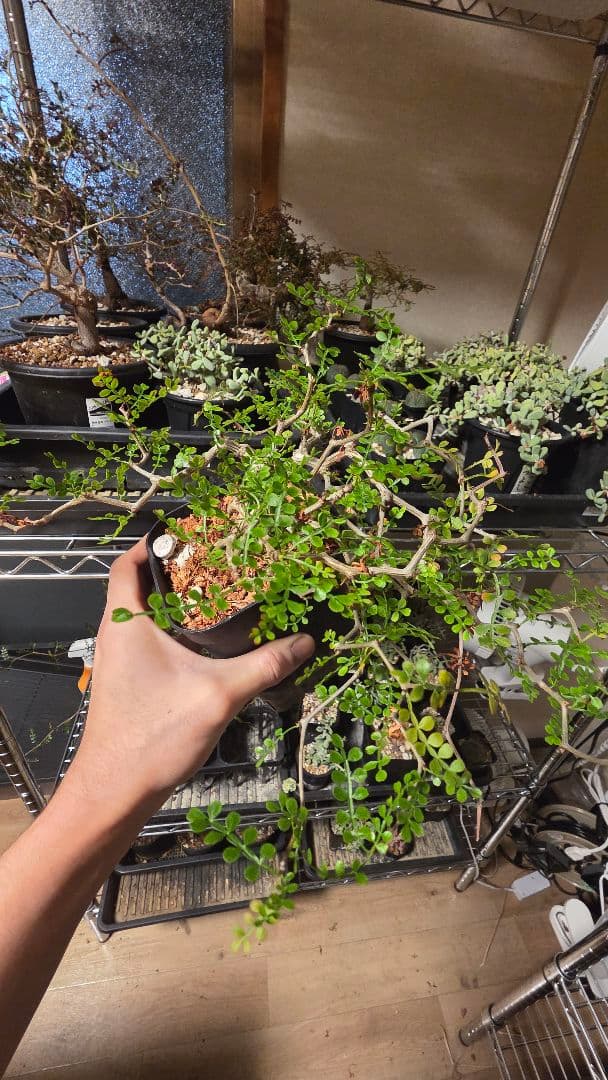 オペルクリカリアパキプス　選抜株