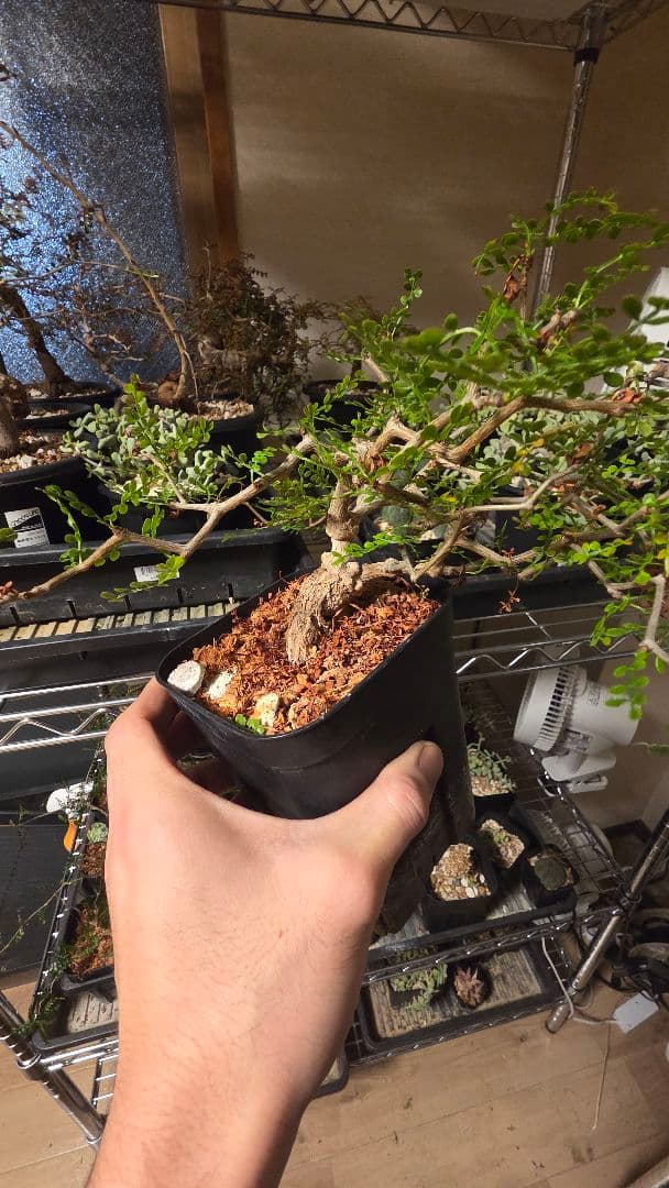 オペルクリカリアパキプス　選抜株