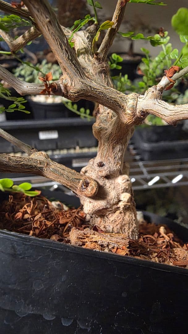 オペルクリカリアパキプス　選抜株