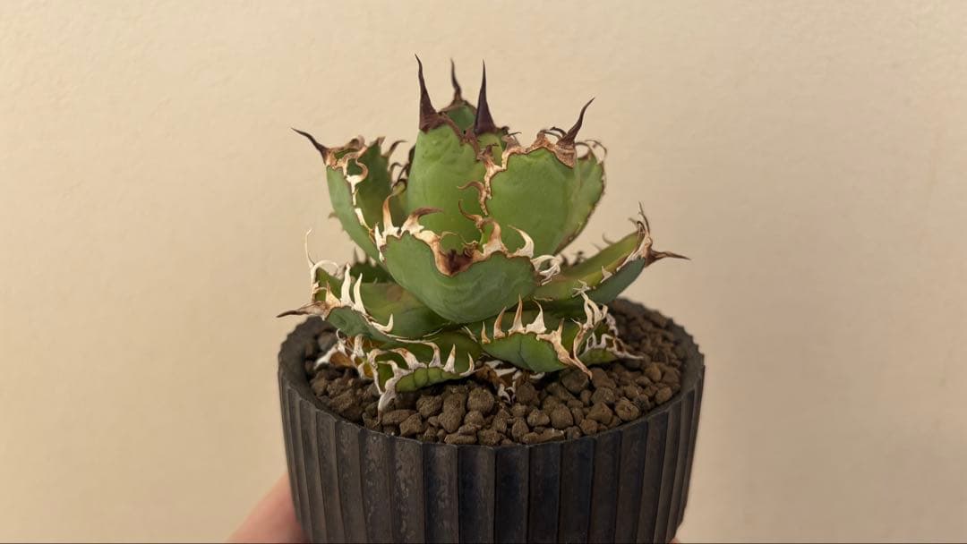 アガベ フィリグリー + VALIEM DEEP VOID（SMOKY）Sサイズ