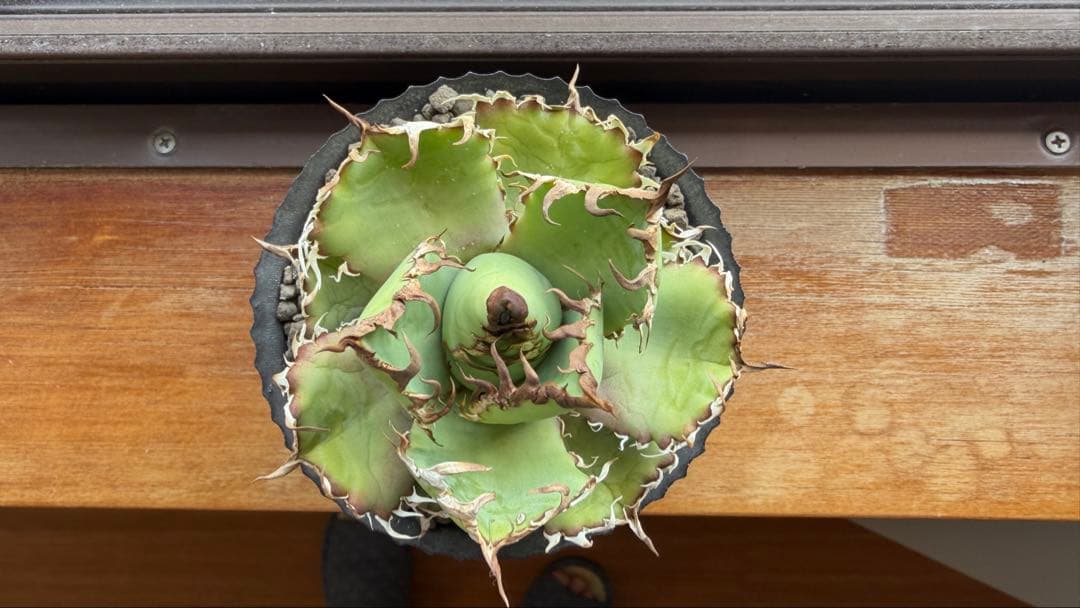 アガベ フィリグリー + VALIEM DEEP VOID（SMOKY）Sサイズ