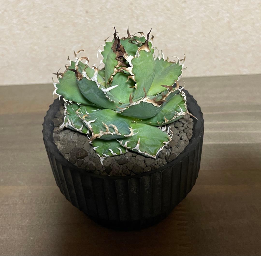 アガベ フィリグリー + VALIEM DEEP VOID（SMOKY）Sサイズ