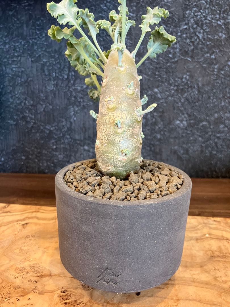 ペラルゴニウム　クリンガルドテンセ　実生　Kimihiro Plants 鉢付き