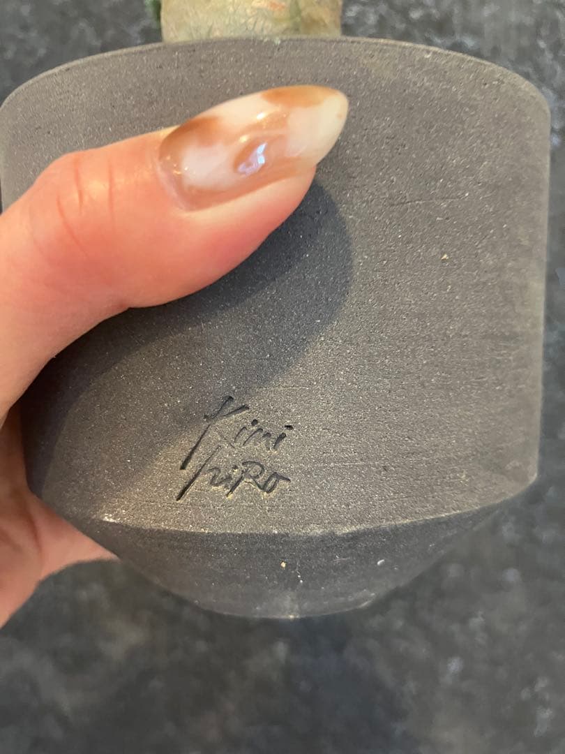 ペラルゴニウム　クリンガルドテンセ　実生　Kimihiro Plants 鉢付き