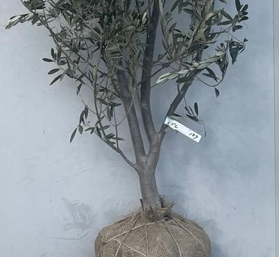 《現品》オリーブの木　シプレシーノ 樹高2.1ｍ（根鉢含まず）187【苗木/庭木