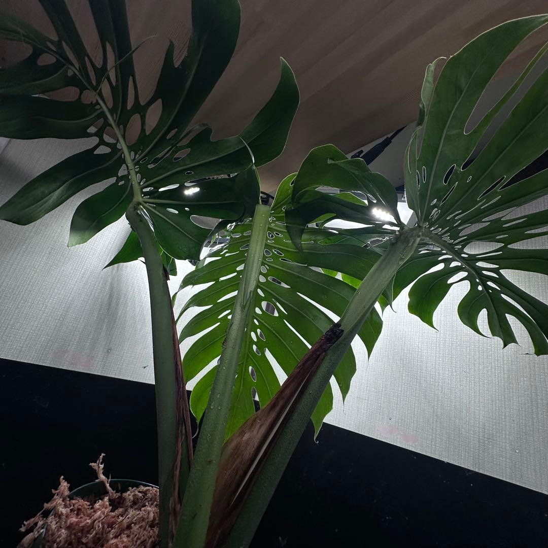 2*4様 モンステラデリシオーサマクロコズム超希少系統鉢植え71㎝