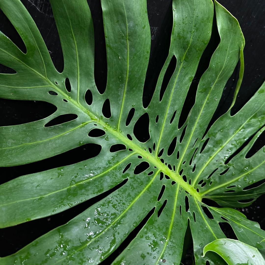 2*4様 モンステラデリシオーサマクロコズム超希少系統鉢植え71㎝