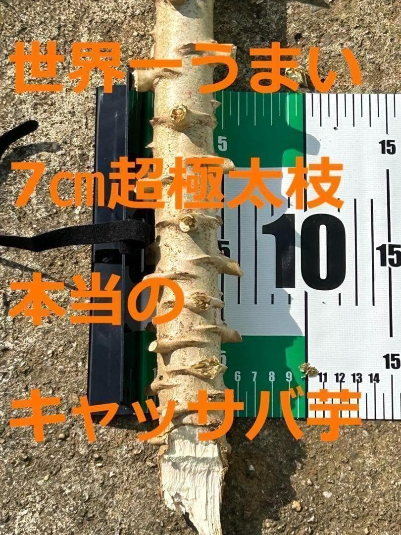 旨すぎる芋◇ゴールデン・キャッサバ☆80サイズ段ボール大箱満杯