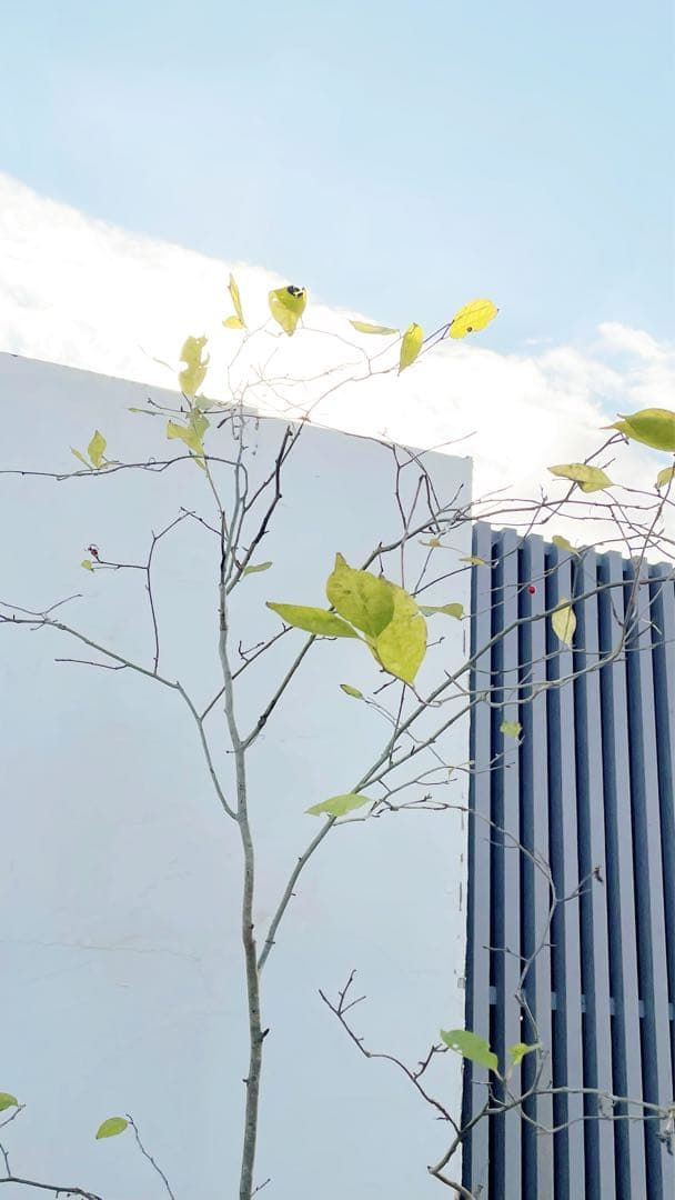 逸品。山採りウメモドキ(雌株)2.5M(鉢底から)