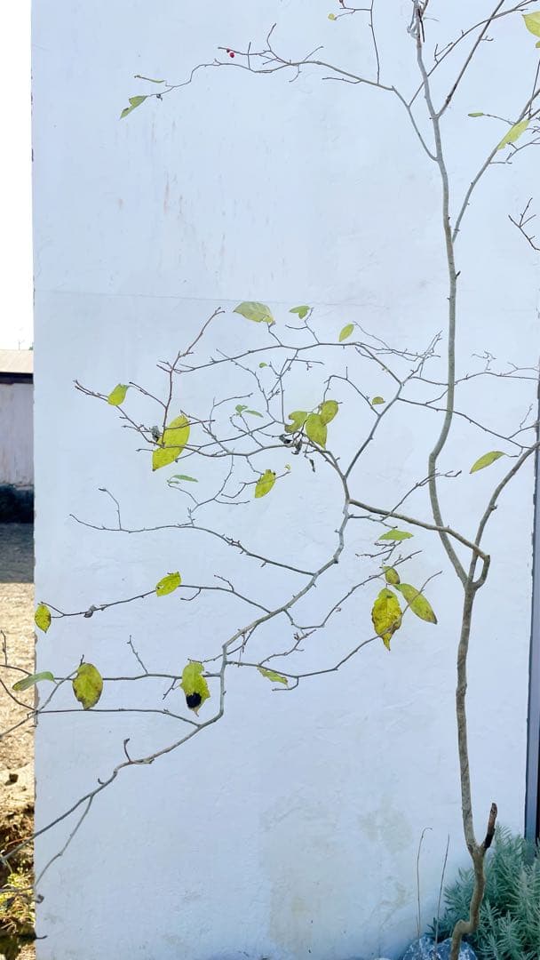 逸品。山採りウメモドキ(雌株)2.5M(鉢底から)