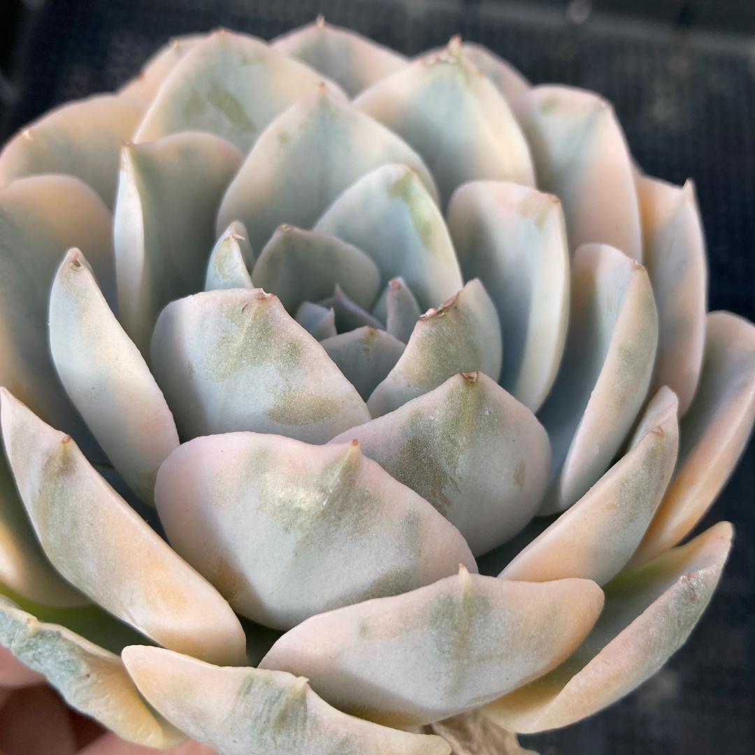 エケベリア 韓国苗 大苗 マケベニア錦 多肉植物 ポコ多肉 - メルカリ