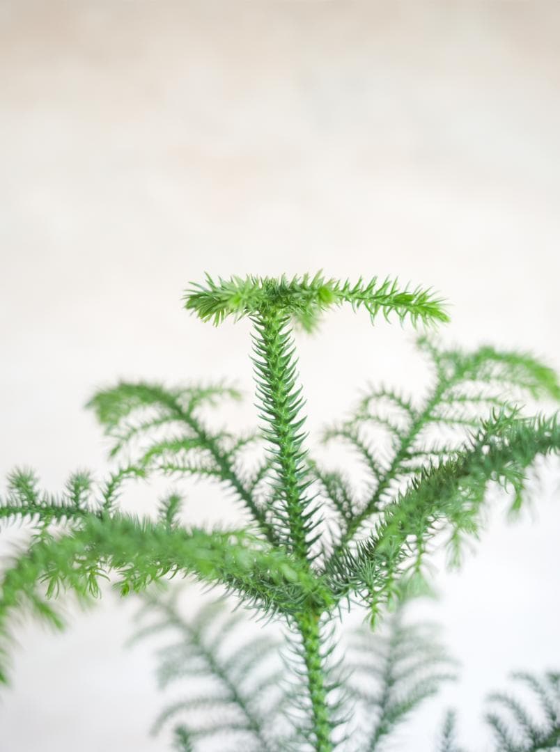 [期間限定SALE]アローカリア 8号｜一点限り｜観葉植物販売 mamidori