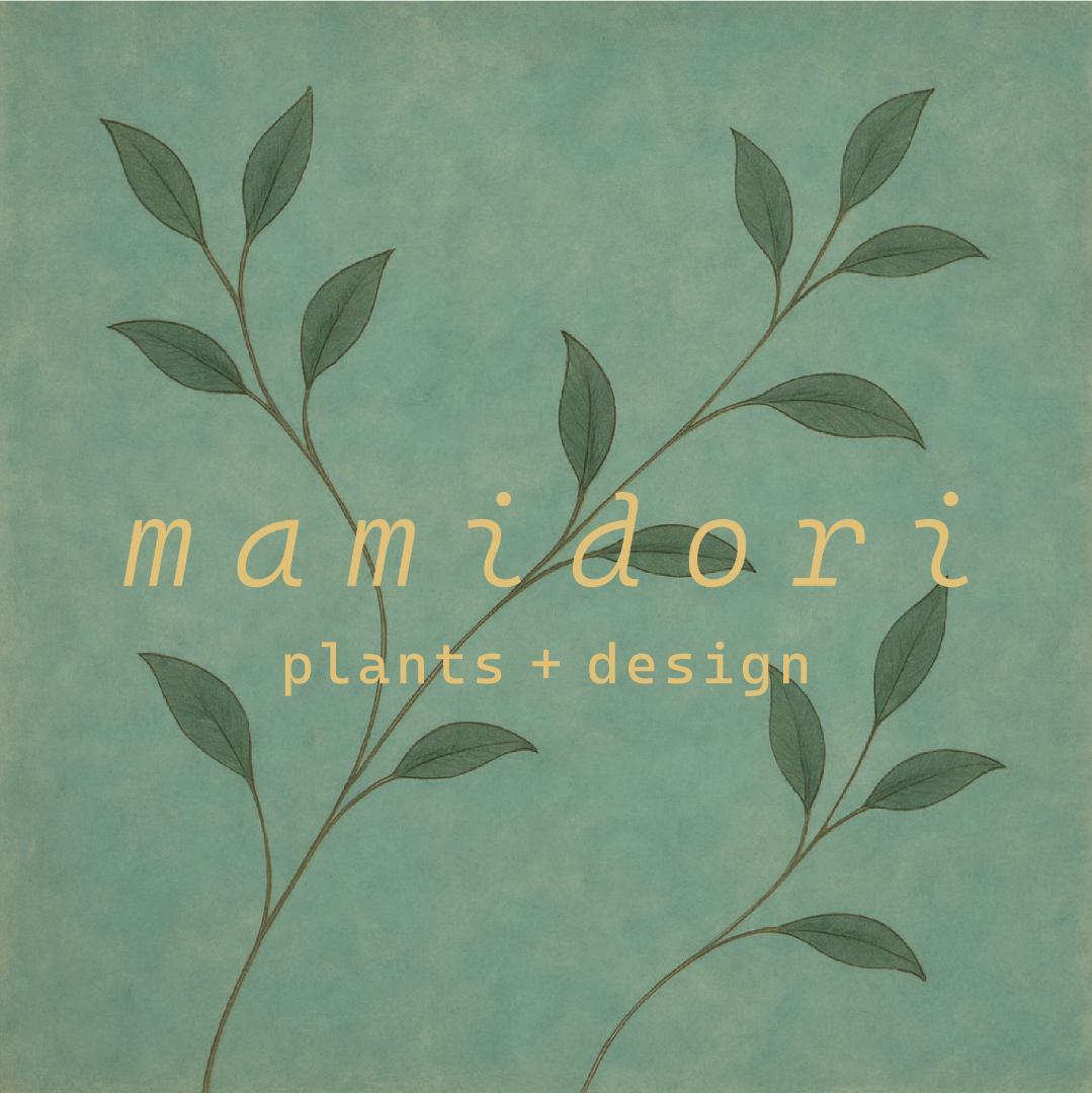 [期間限定SALE]アローカリア 8号｜一点限り｜観葉植物販売 mamidori