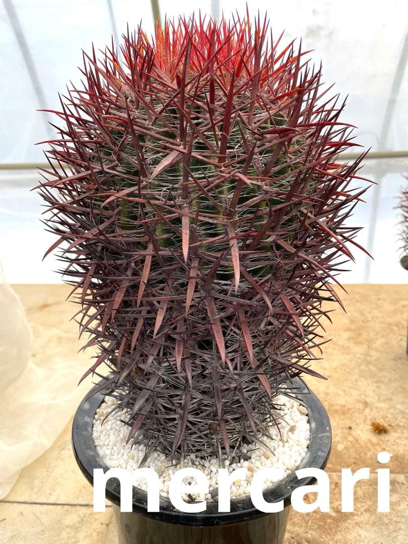 サボテン フェロカクタス 神仙玉(南方系)
