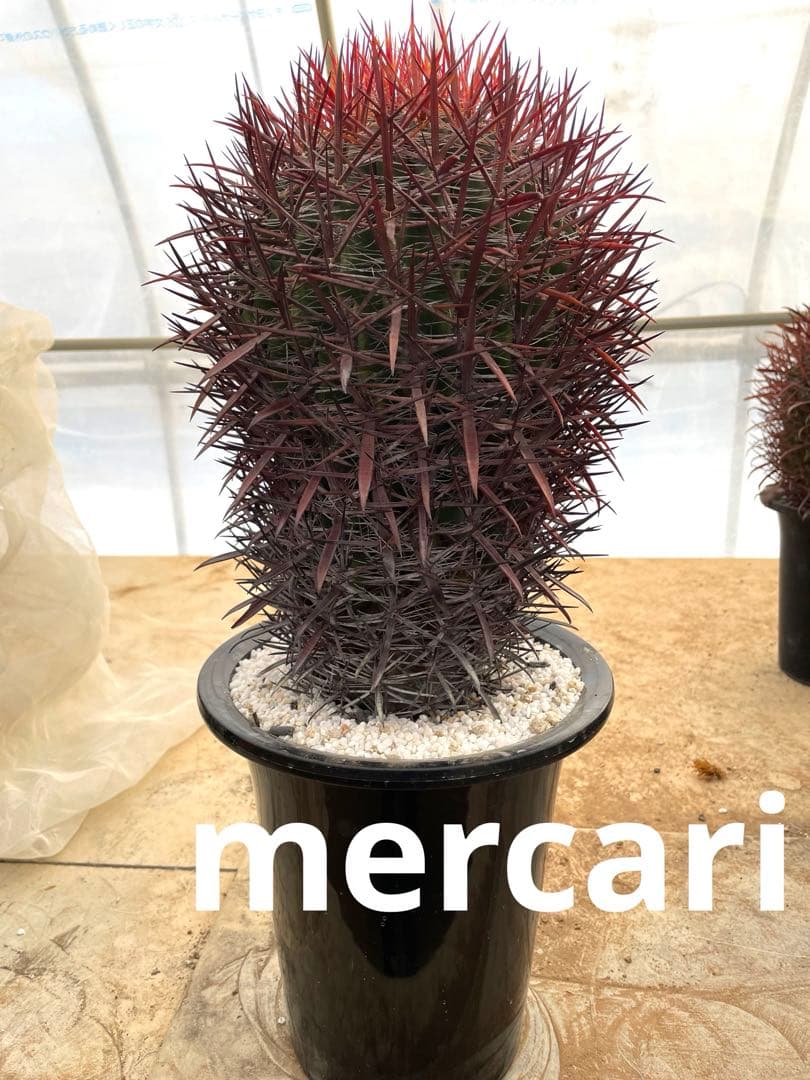 サボテン フェロカクタス 神仙玉(南方系)