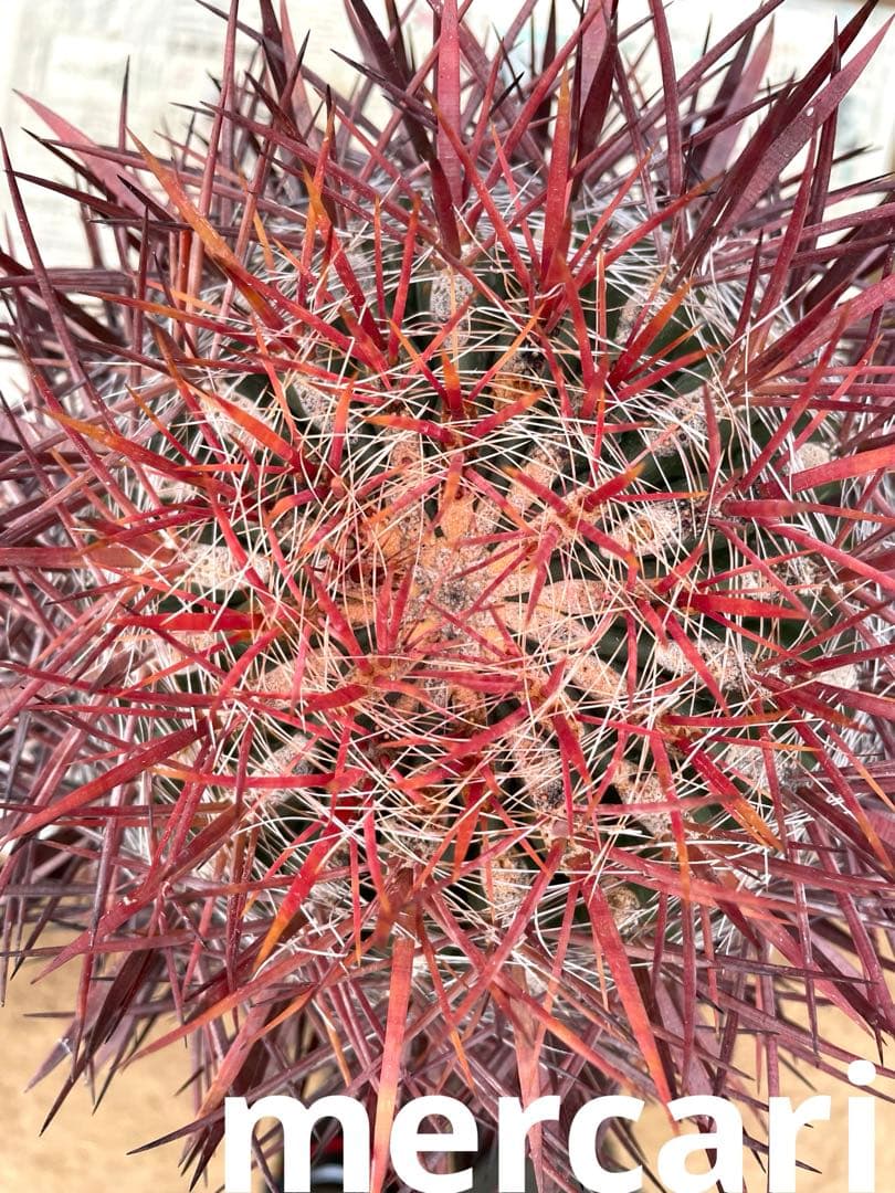 サボテン フェロカクタス 神仙玉(南方系)