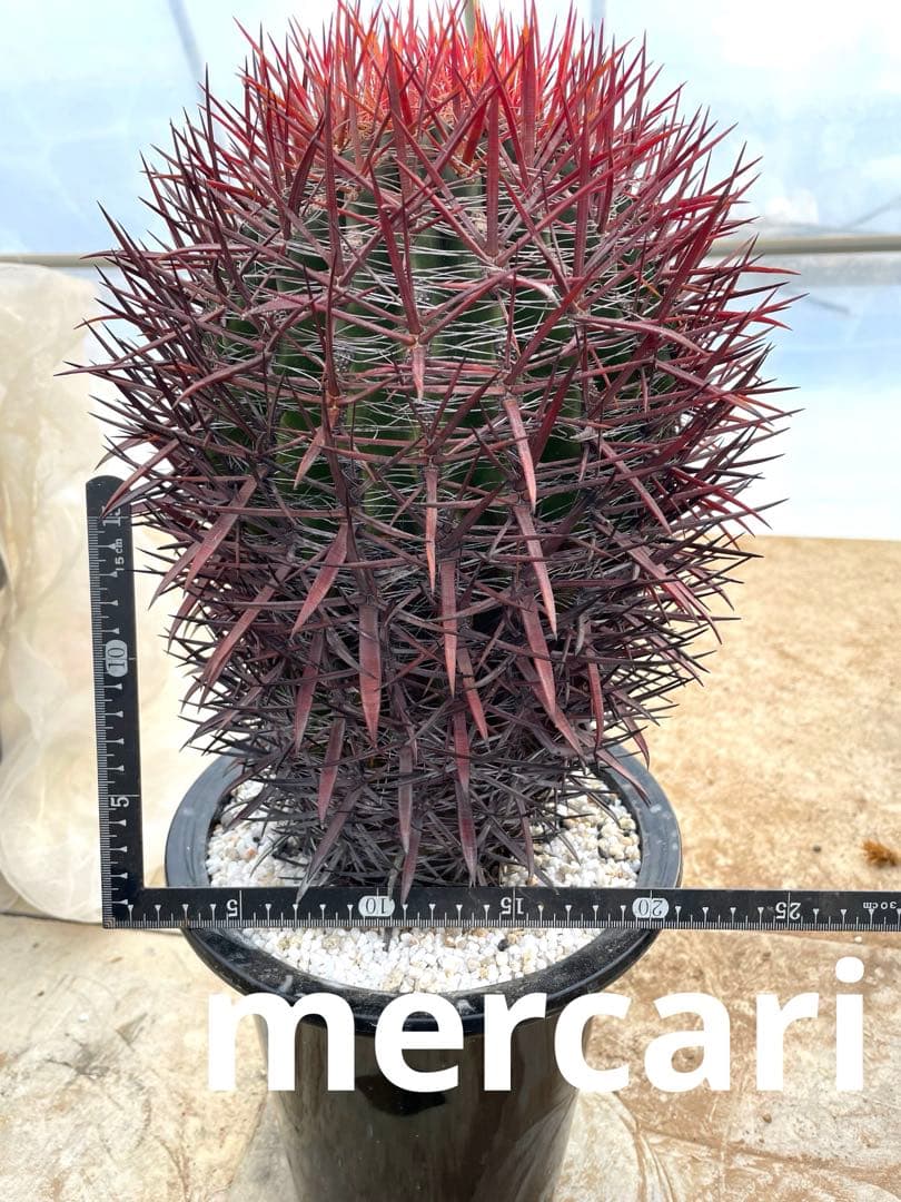 サボテン フェロカクタス 神仙玉(南方系)