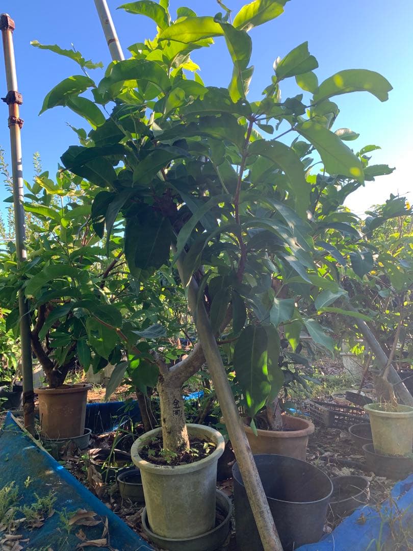 希少！超特大！レンブ取木苗木 台湾黑金剛 蓮霧