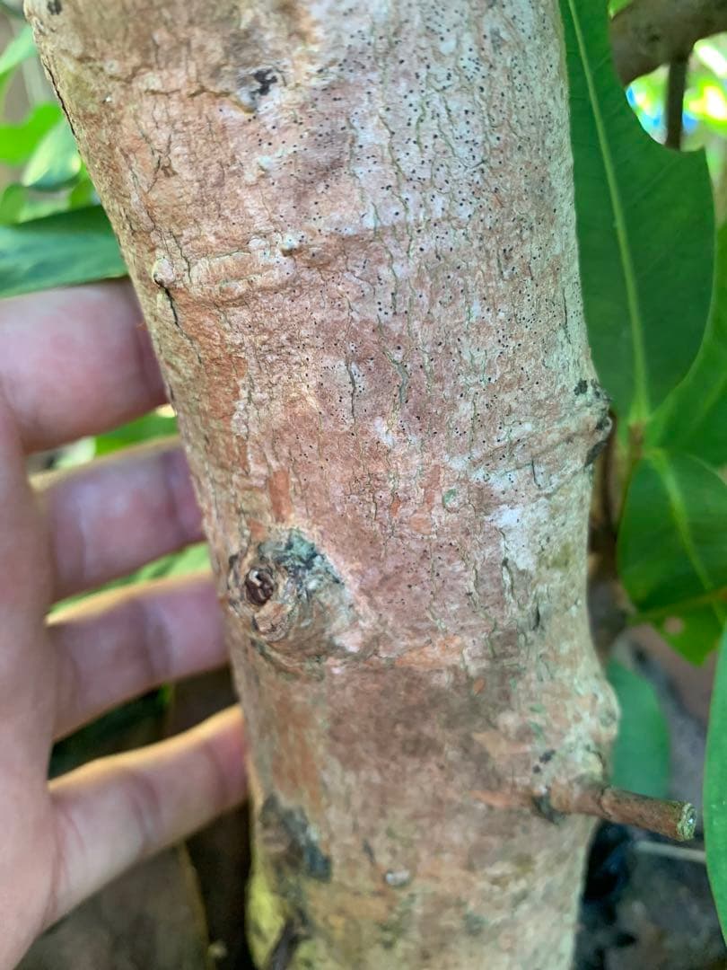 希少！超特大！レンブ取木苗木 台湾黑金剛 蓮霧