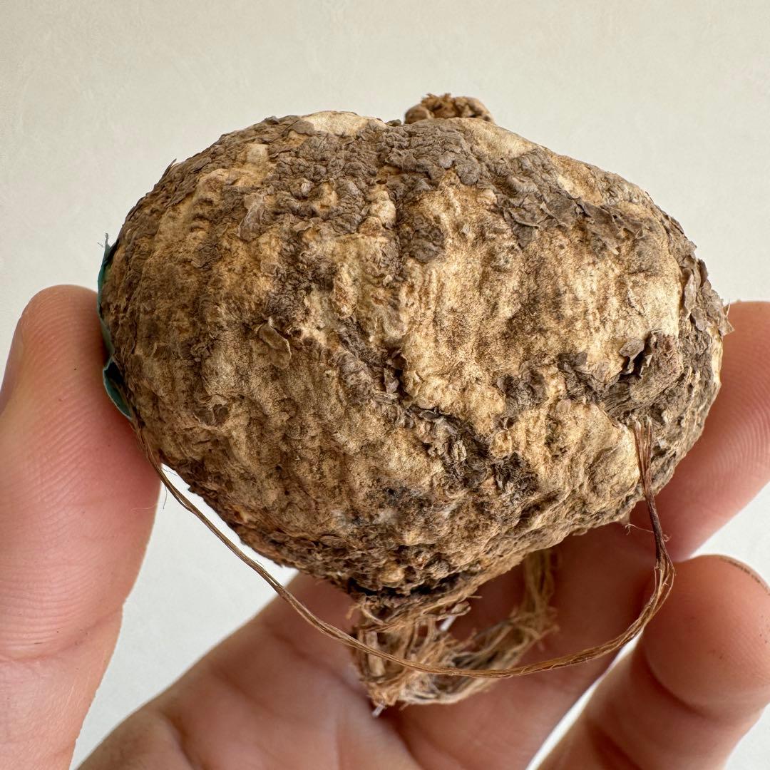 13.アデニア・オバタ 輸入直後ベアルート株　Adenia Ovata