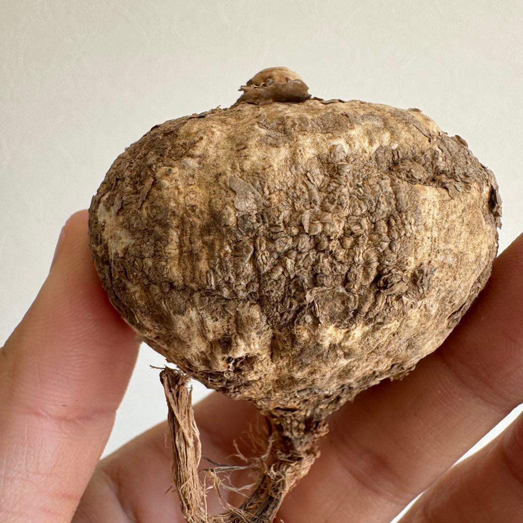 13.アデニア・オバタ 輸入直後ベアルート株　Adenia Ovata