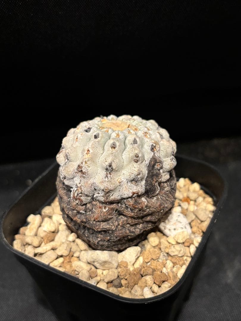 発根済み 孤竜丸 コピアポア シネレア コルムナアルバ copiapoa