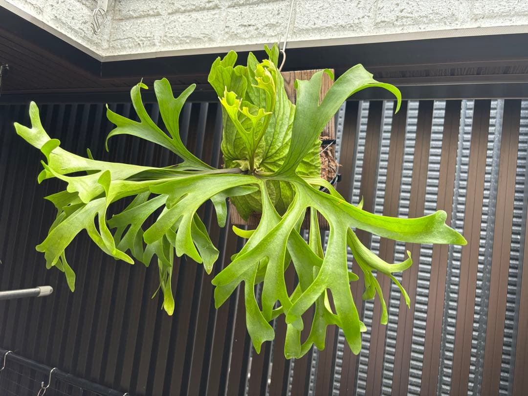 専用【大株】P. \"Kitshakood\" ビカクシダ キッチャクード