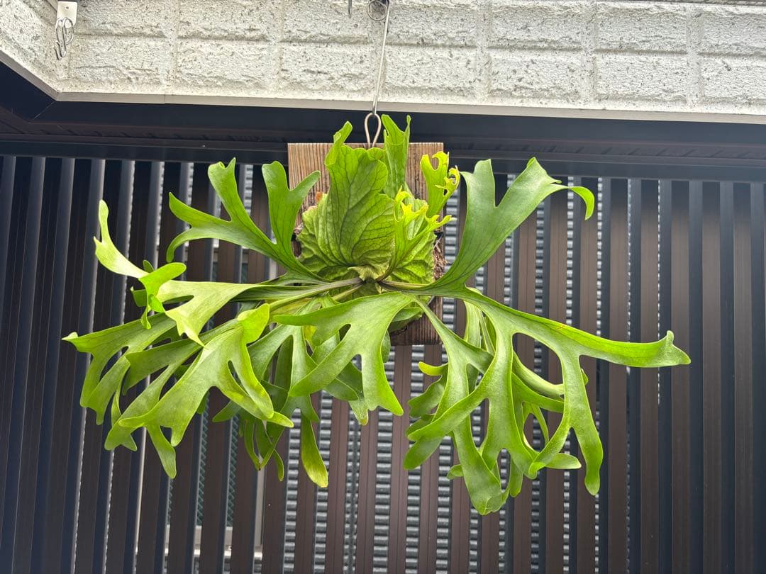 専用【大株】P. \"Kitshakood\" ビカクシダ キッチャクード