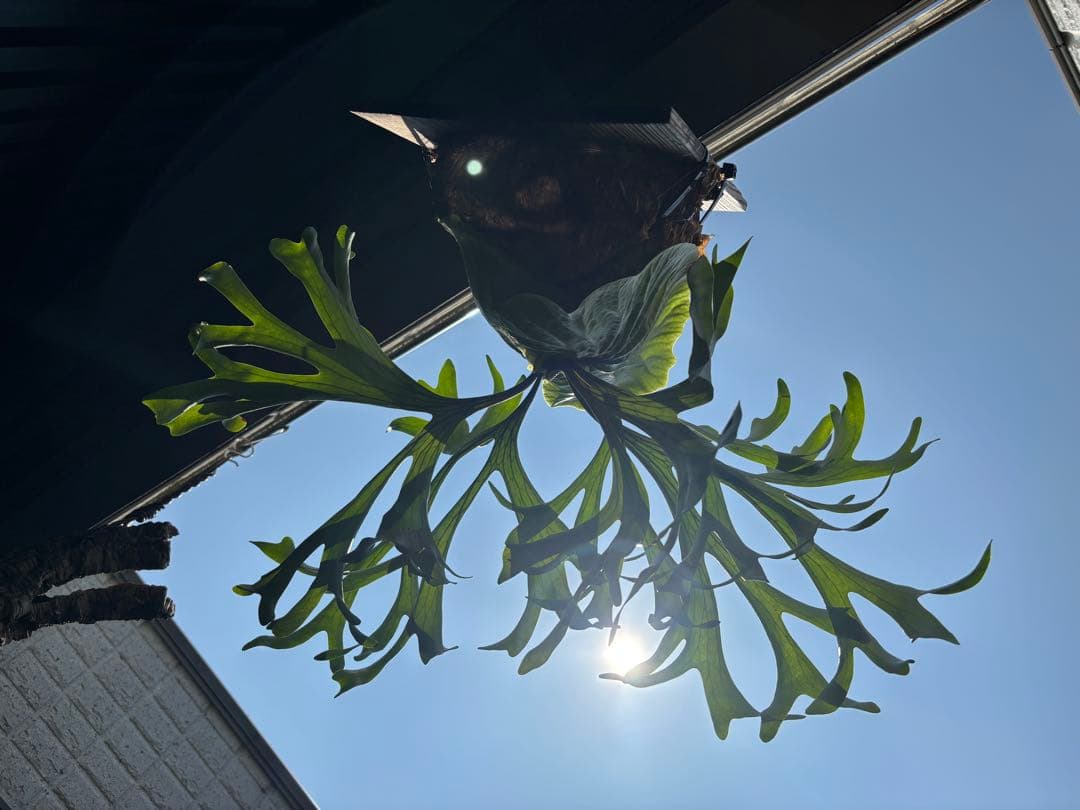 専用【大株】P. \"Kitshakood\" ビカクシダ キッチャクード