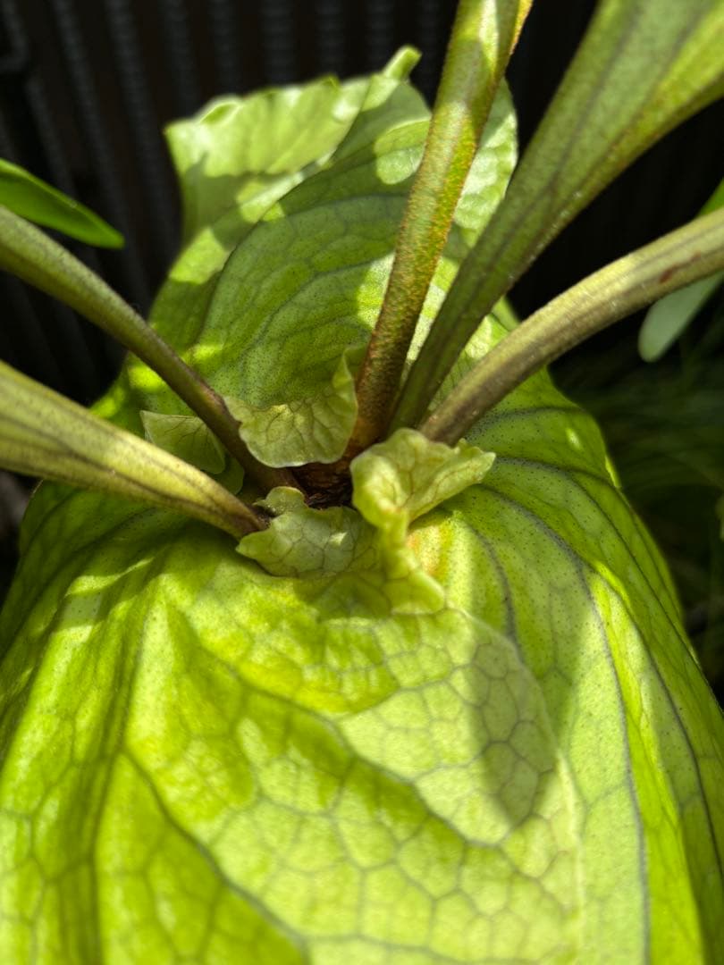 専用【大株】P. \"Kitshakood\" ビカクシダ キッチャクード