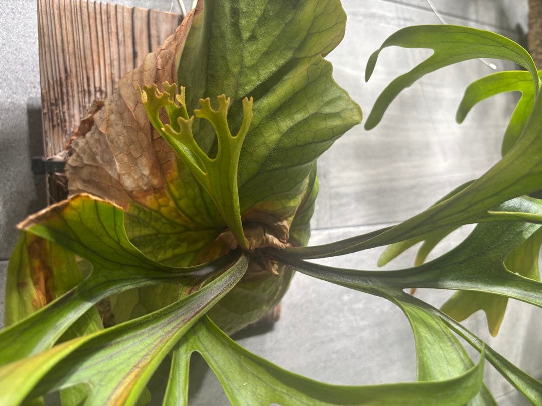 専用【大株】P. \"Kitshakood\" ビカクシダ キッチャクード