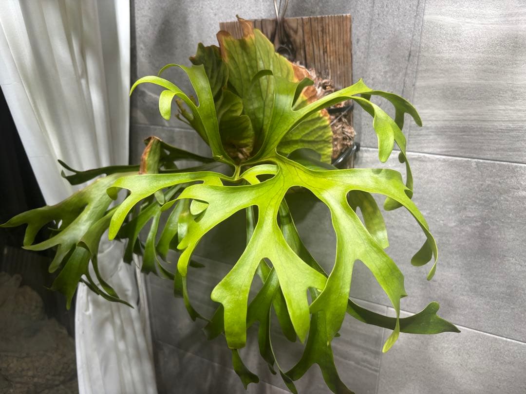 専用【大株】P. \"Kitshakood\" ビカクシダ キッチャクード