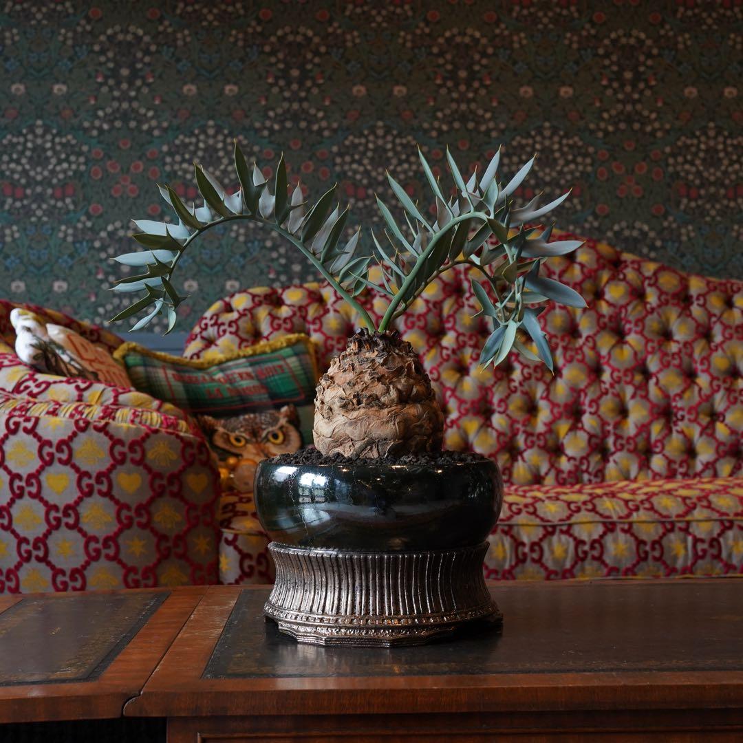 エンセファラルトスホリダスドワーフ塊根 観葉植物塊根14センチ高級鉢